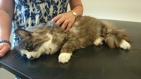 Tusse hos veterinären